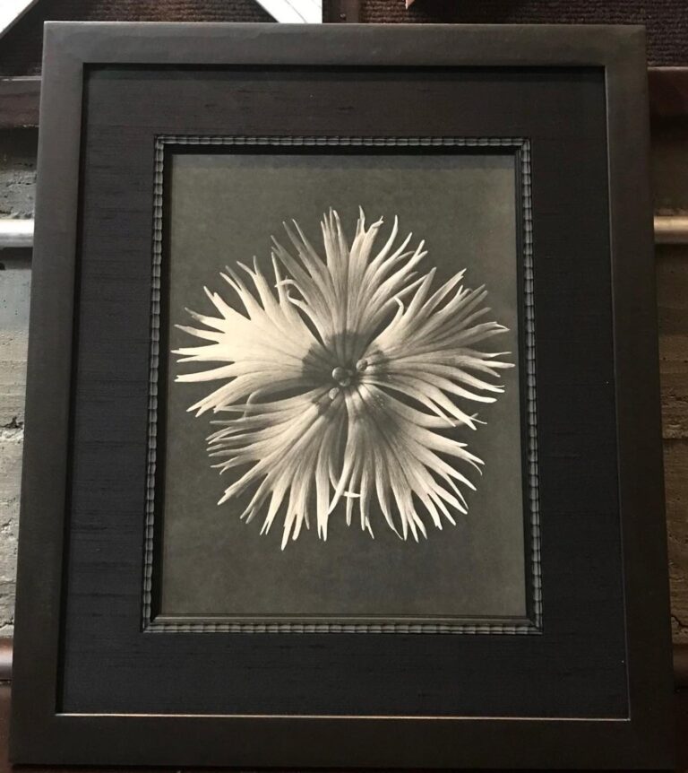 From Underglass Custom Framing (@underglassframing): "We framed this series of Karl Blossfeldt prints from 1930 as a birthday gift. We used welded steel frames, hand wrapped fabric mats with fillets and anti-reflection glazing."